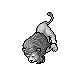 White Lions